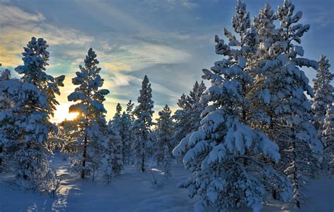 Wallpaper Winter Forest Snow Trees Norway Norway Hedmark County
