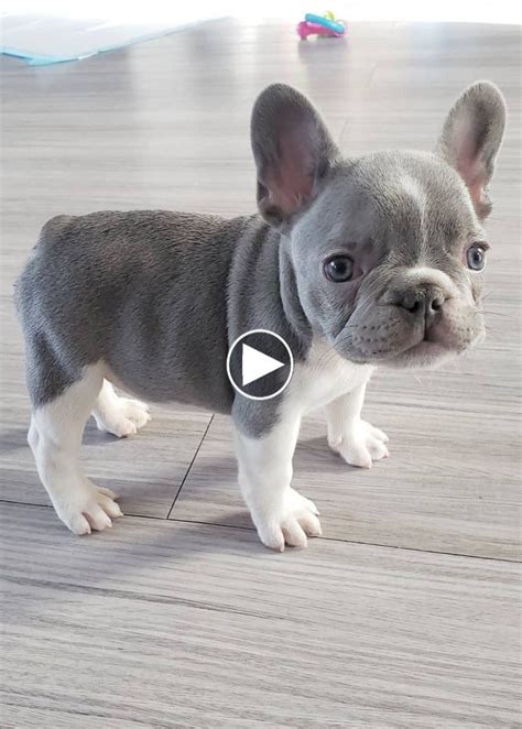 Cutest French Bulldog In The World Photos All Recommendation