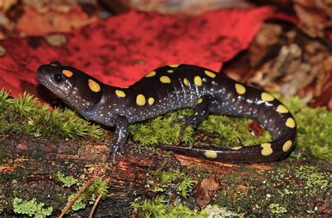 Spotted Salamander Ambystoma Maculatum October Th Flickr