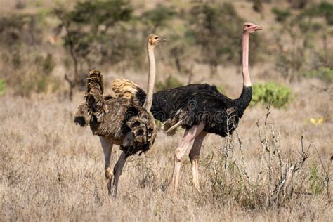 Male And Female Common Ostriches Stand Side By Side Stock Image Image