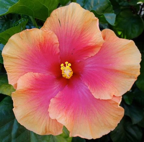 Hibiscus Tahiti Flowering Shrub Flower Vgh