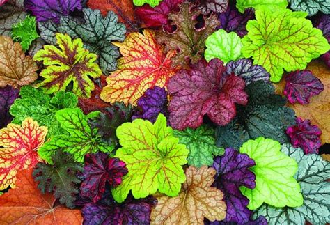 Pull off and destroy all infected flowers. Heucheras bring burst of color to shady areas | Home and ...
