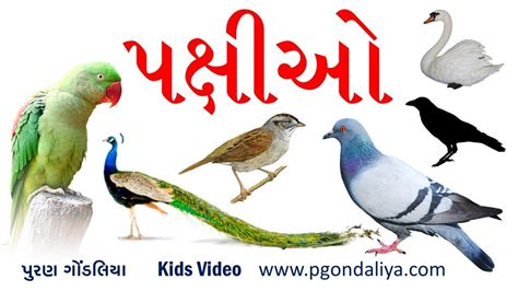 પક્ષીઓના નામ | Birds Name in Gujarati | K.G.| Kids Video by Puran