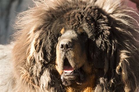10 Interesting Facts About Tibetan Mastiff