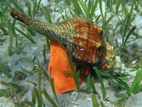 Horse Conch Florida State Shell Near Panama City Beach Flickr