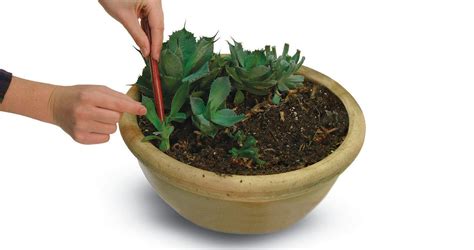 How do you taro hack in fusion fall? Two Ways to Propagate Succulents - FineGardening