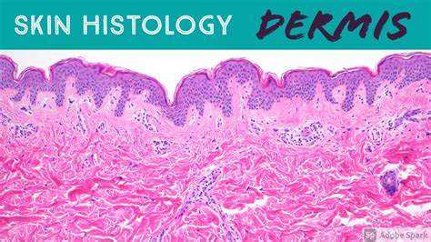 Skin Histology DERMIS The Epidermis Can T Live Without It YouTube