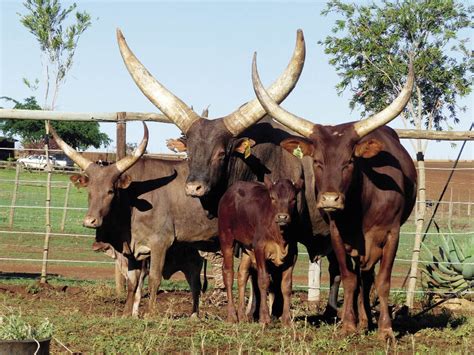 Ramaphosa got the rare breeds from his friend museveni when he visited uganda and admired them. Tamaaihoring-bees laat wildplaas gedy