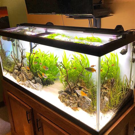75 Gallon Rainbowfish Community Tank Raquariums