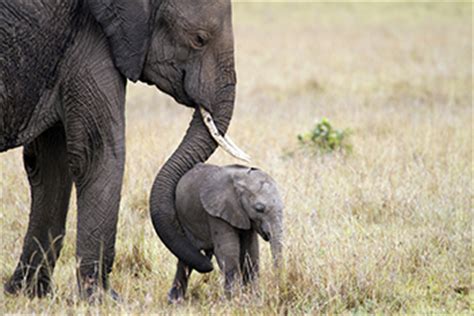 20 high quality mama baby elephant clipart in different resolutions. Blue Monday? You need baby animals! - Today's Parent