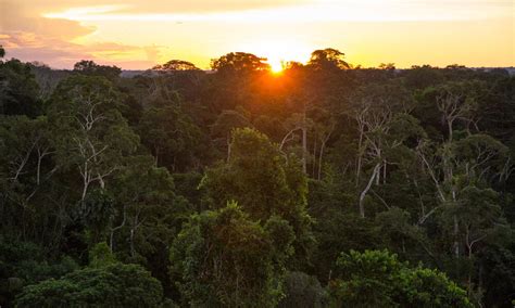 Protecting The Peruvian Amazon Stories Wwf