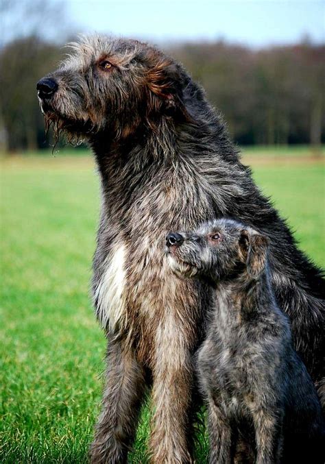 Pin By Cathy Forrester On Irish Wolfhounds Wolfhound Dog Irish