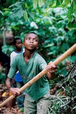 A new report suggests that west african cocoa farms are relying even more than they used to on child labor—and that big candy companies aren't doing enough to curb the problem. afrol News - Child labour in Ivorian cocoa farms still ...