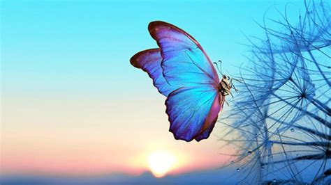 Light Blue Butterfly On Dandelion Flower In Blue Sky Background Hd