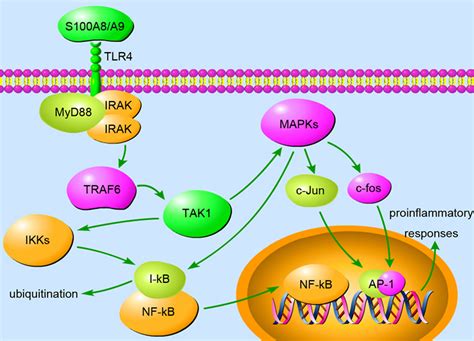 Frontiers S100a8 A9 In Inflammation