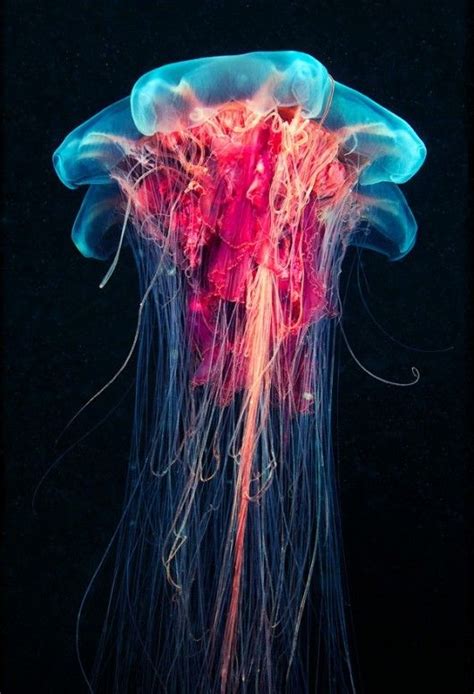 Jellyfish Are Just Fascinating Wow I Love The Colors Underwater