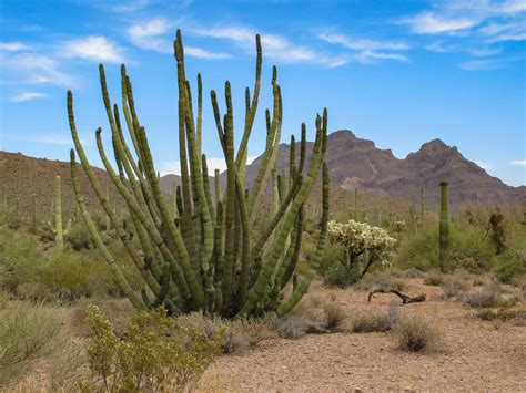 See how to get to here on foot, by car, by public transport, or by taxi. Border Wall Construction Begins in Organ Pipe Cactus ...