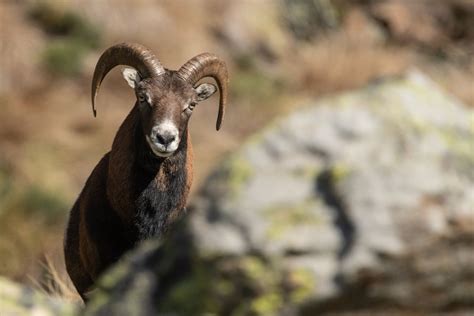 Le Mouflon Lanimal Pas De Chez Nous Qui A Apprivoisé Les Pyrénées