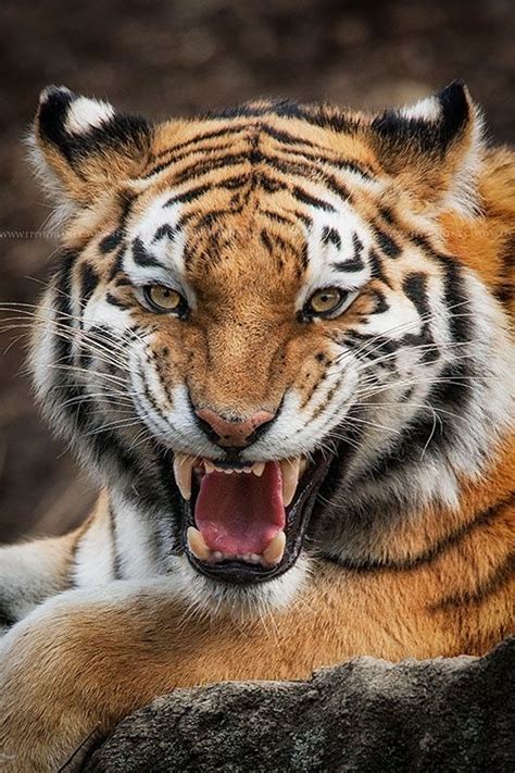 Tiger I Love This Smile By Emmanuel Panagiotakis On 500px Animals