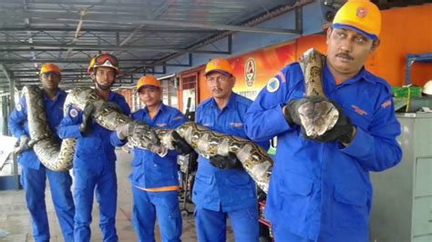 Oil as well as mineral resources makes the state an important player in the malaysian economy. Largest snakes of the world - Our Planet