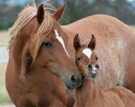 Mother And Baby Horses Pretty Horses Baby Horses
