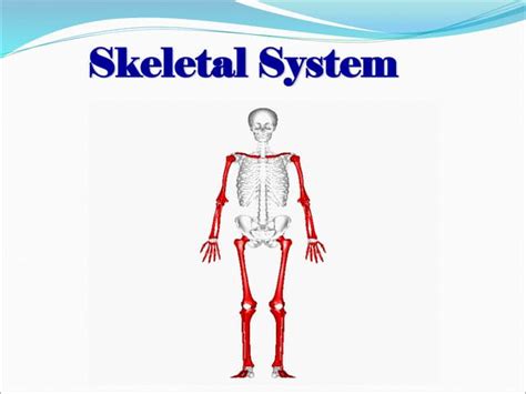 Skeletal System Anatomy Ppt