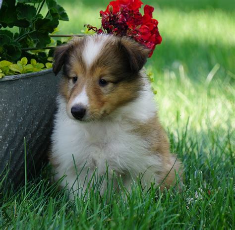 Akc Registered Lassie Collie For Sale Fredericksburg Oh Female Lola
