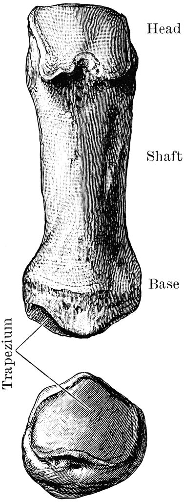 First Metacarpal Bone | ClipArt ETC