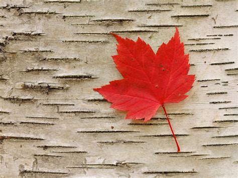 Red Maple Leave Wallpaper 1600x1200 31568