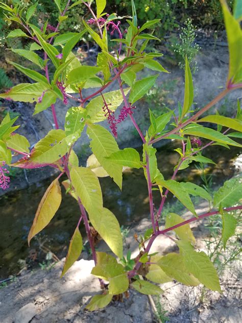 Elderberry tree full of dark purple berries. Southern Oregon. Gets dark purple berries later in the ...
