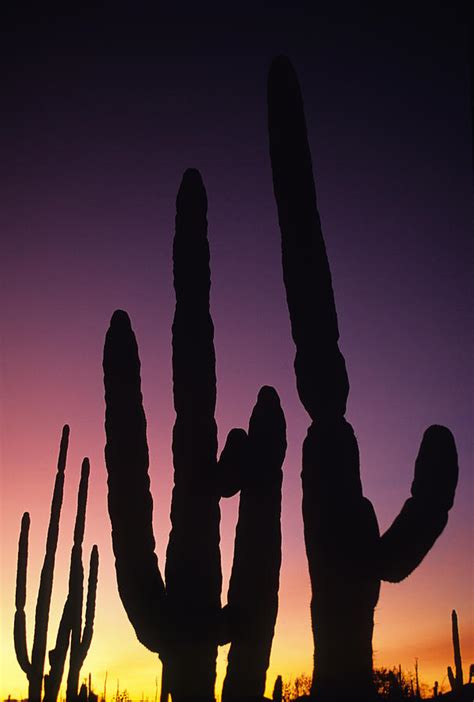 Saguaro Cactus Are Silhouetted By An Photograph By Bill Hatcher