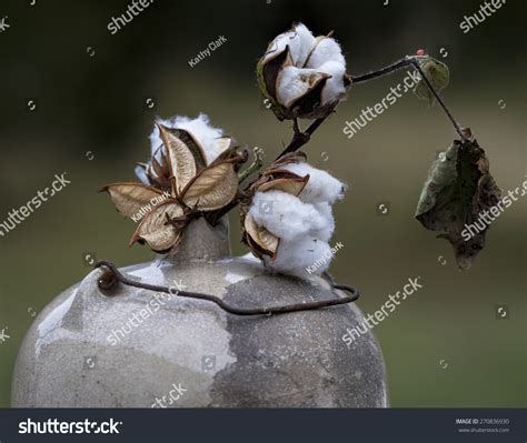 antique-moonshine-jug-and-cotton-bolls-stock-photo-270836930-shutterstock