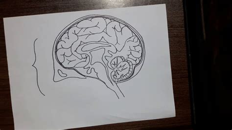 How To Draw Human Brain Youtube