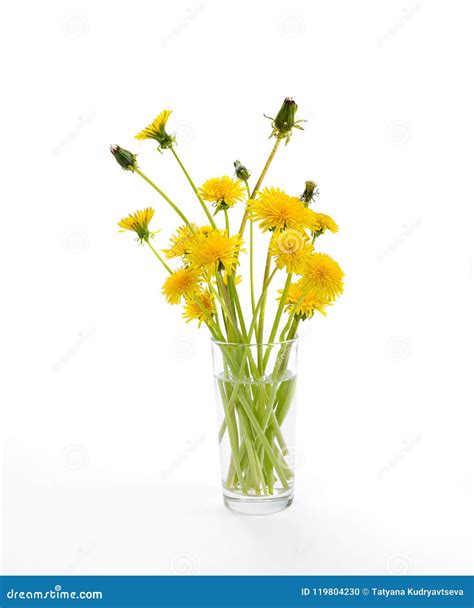 Yellow And Half Blossoming Dandelions In Glass Vase On White Background