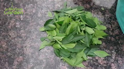 Whitefly has developed resistance to many synthetic pesticides making chemical control difficult. How to Make Neem oil at home - YouTube