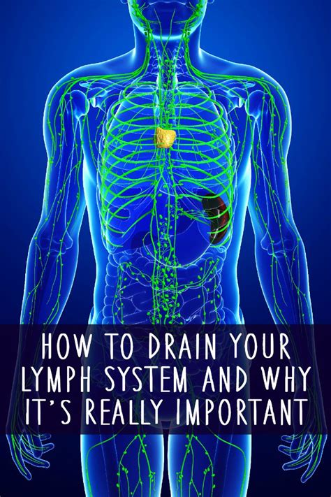 How To Drain Lymph Nodes Naturally