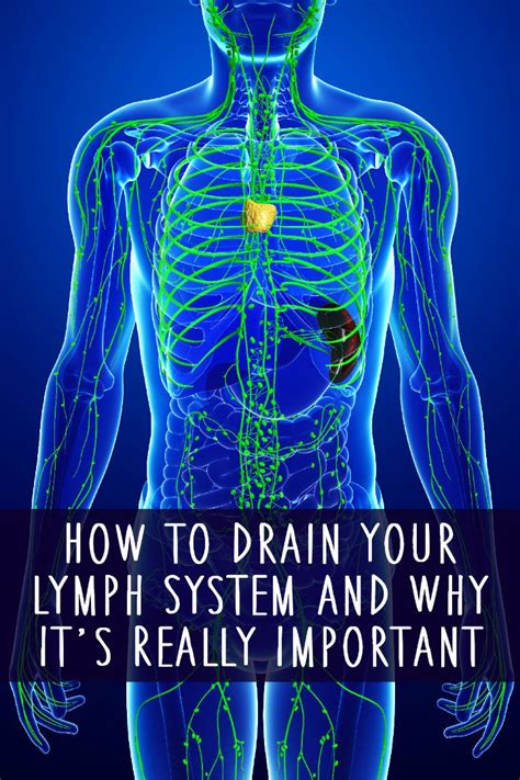 How to Drain Your Lymph System and Why It's Really Important
