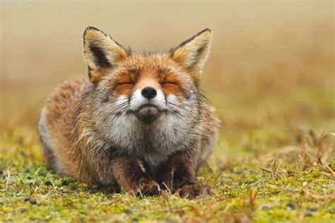 Amazing Wildlife Stock Photography Pictures By Roeselien Raimond