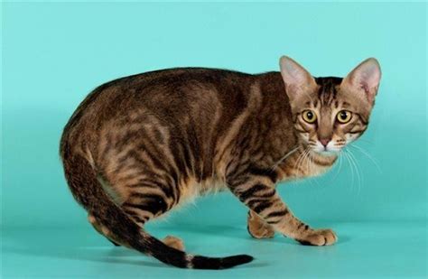 Rare Cat Breeds Cat Reference Mother Cat Little Brothers Sneaks Up