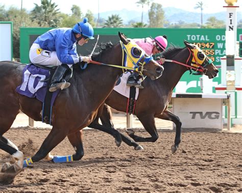 Instant access for turf paradise race results, entries, post positions, payouts, jockeys, scratches, conditions & purses. Latest News - Turf Paradise