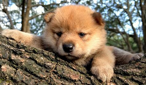Take a look at our shiba inu puppies for sale & adopt your own today! Shiba Inu Puppies For Sale | Savannah, GA #224859