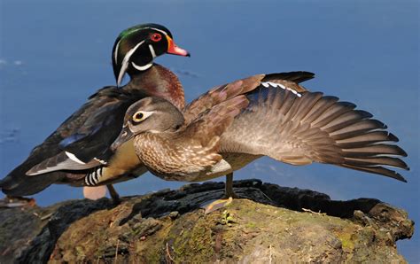 Wood Duck Audubon Field Guide
