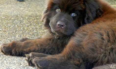 Pin By Natiana Wisen On Puppies And Dogs Newfoundland Puppies