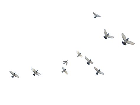 Flock Of Birds Png Clipart Png Mart