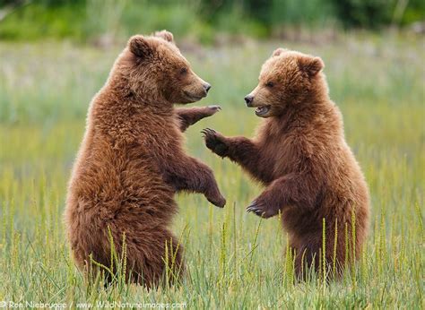 Bear Cubs Playing In Alaska Grizzly Bear Facts Brown Bear Weird