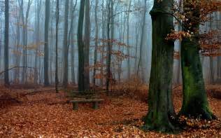 Nature Landscape Trees Wood Forest Leaves Branch Fall Bench