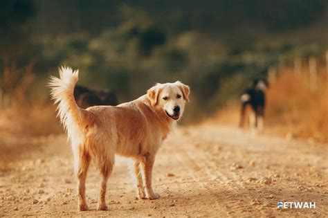 Golden Retrievers And Cancer Early Warning Signs Every Owner Should