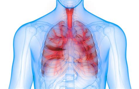 When you have trouble breathing, you might begin using your accessory muscles to help you breathe; Bronchoscopy: Procedure, uses, risks, and recovery