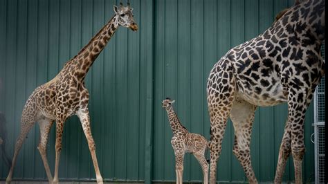 Columbus Zoo New Endangered Masai Giraffe Calf Born