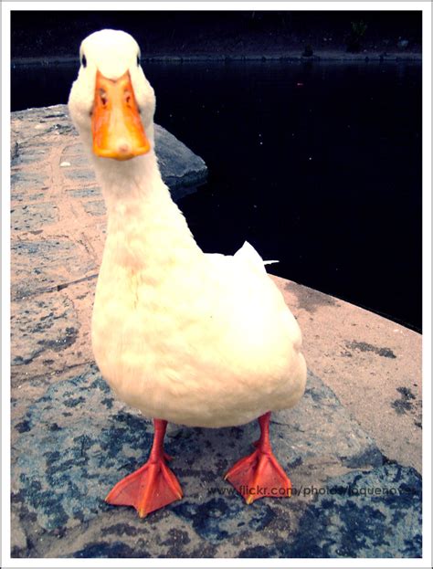 Pato Curioso Un Patito Amigable A Friendly Duck Jard Flickr